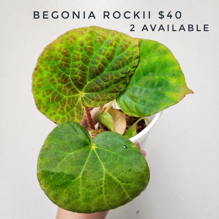 Begonia Rockii