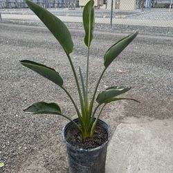 Bird Of Paradise