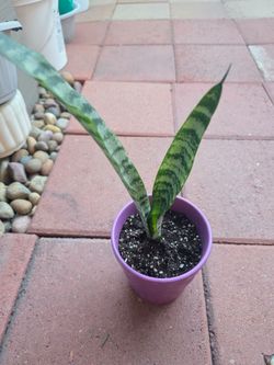 Snake Succulent