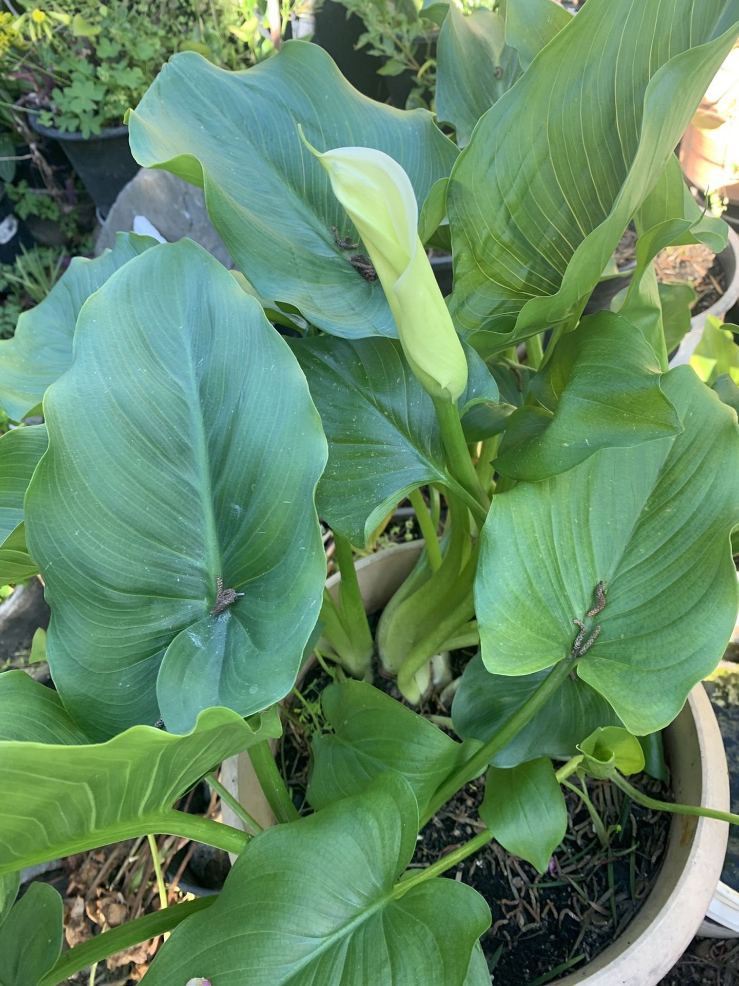Beautiful White Flowers Lilies Pot Size 11 X 13 Round.