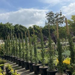 🚨privicy Trees Available
