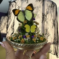 Preserved Butterfly Glass Dome