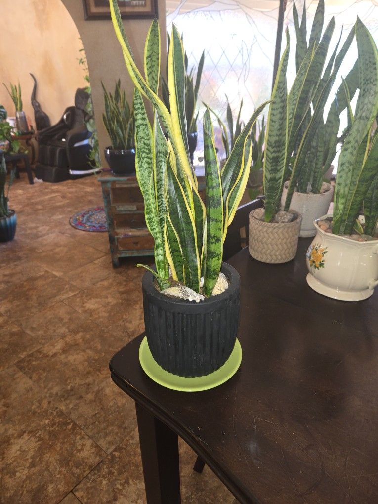 Two Ft Tall Sansevieria Snake Plant In 7in Black Terracotta Pot With Shells And Plate