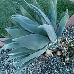 Blue Agave Fresh Trimmed! Must Go!