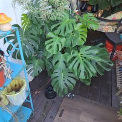 Giant Split Leaf Philodendron In Ceramic Pot