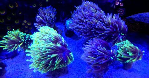 Fake Torch Coral