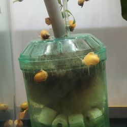 Mystery Snails