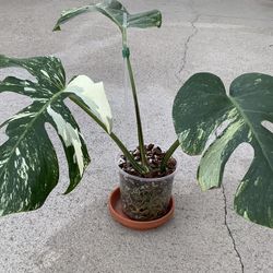 Monstera Jungle mint