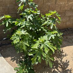 Free Fig Tree Branches