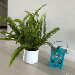 Real Boston Ferns Plants And Candle Holder Both $10