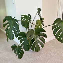 Real Monstera Plant 