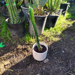 Dragon Fruit Cactus Plant 