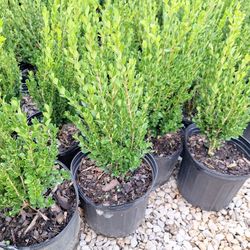 Boxwood