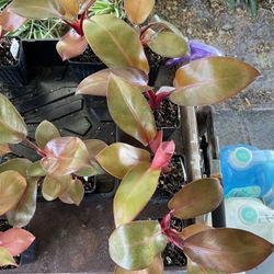 Philodendron Black Cardinal plants 