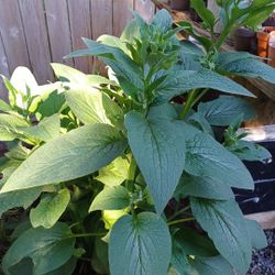 Comfrey Herbácea  Plant