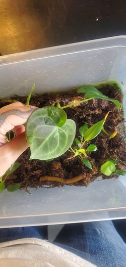 Anthurium crystallinum