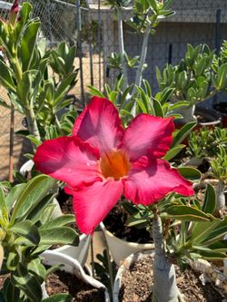 Desert Rose