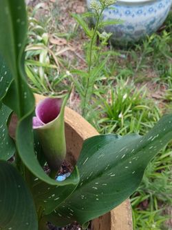 Zantedeschia