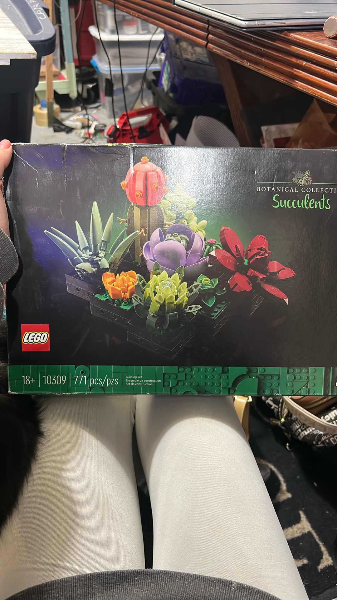 Brand New Succulents 10309