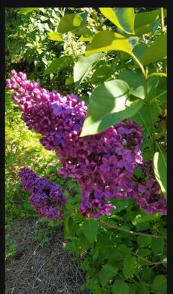 Dark Purple Reblooming velvet Lilac (Syringa) Live starter