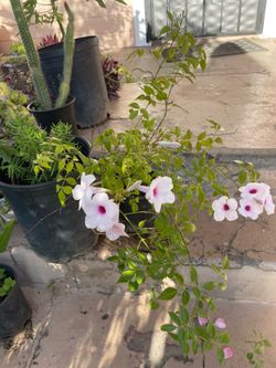 Pandorea Jasminoides Plant