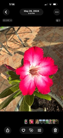 Desert Rose in Glazed Pot