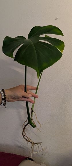 Monstera cutting