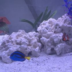 Saltwater Aquarium Live Rocks/ White Rocks