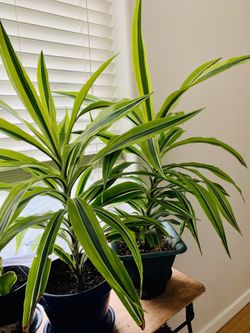 House plant: Dracaena lemon lime