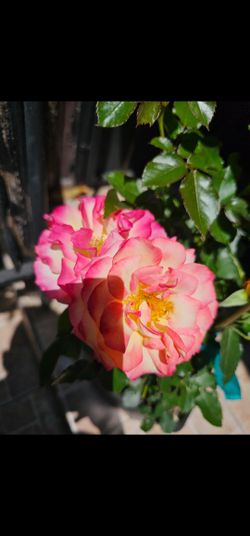 Rose Pot