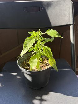 Chiltepín, bird pepper, Indian pepper, chile tepín