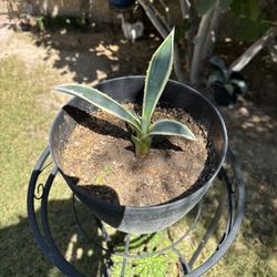 Striped Yellow/Green Agave