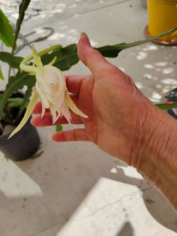 Beautiful and healthy rooted Epiphyllum with white flowers.