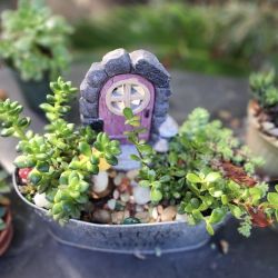 HUGE PLANT SALE THIS SUNDAY IN SAN LORENZO 1PM TO 6PM