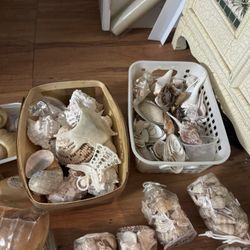 Large Box Of Sea Shells Lots Of Shells