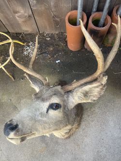 DEER HEAD MOUNT