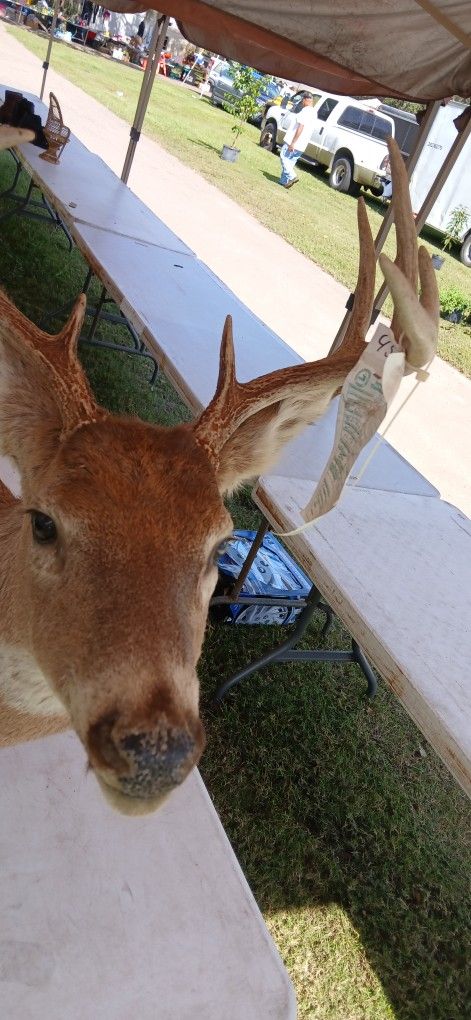 10 Point Deer Mount With Certificate
