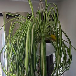 Large Healthy Spider Plant With Lots of Pups