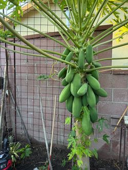 Papayas trees  🌴