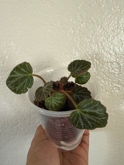 Strawberry begonia stater