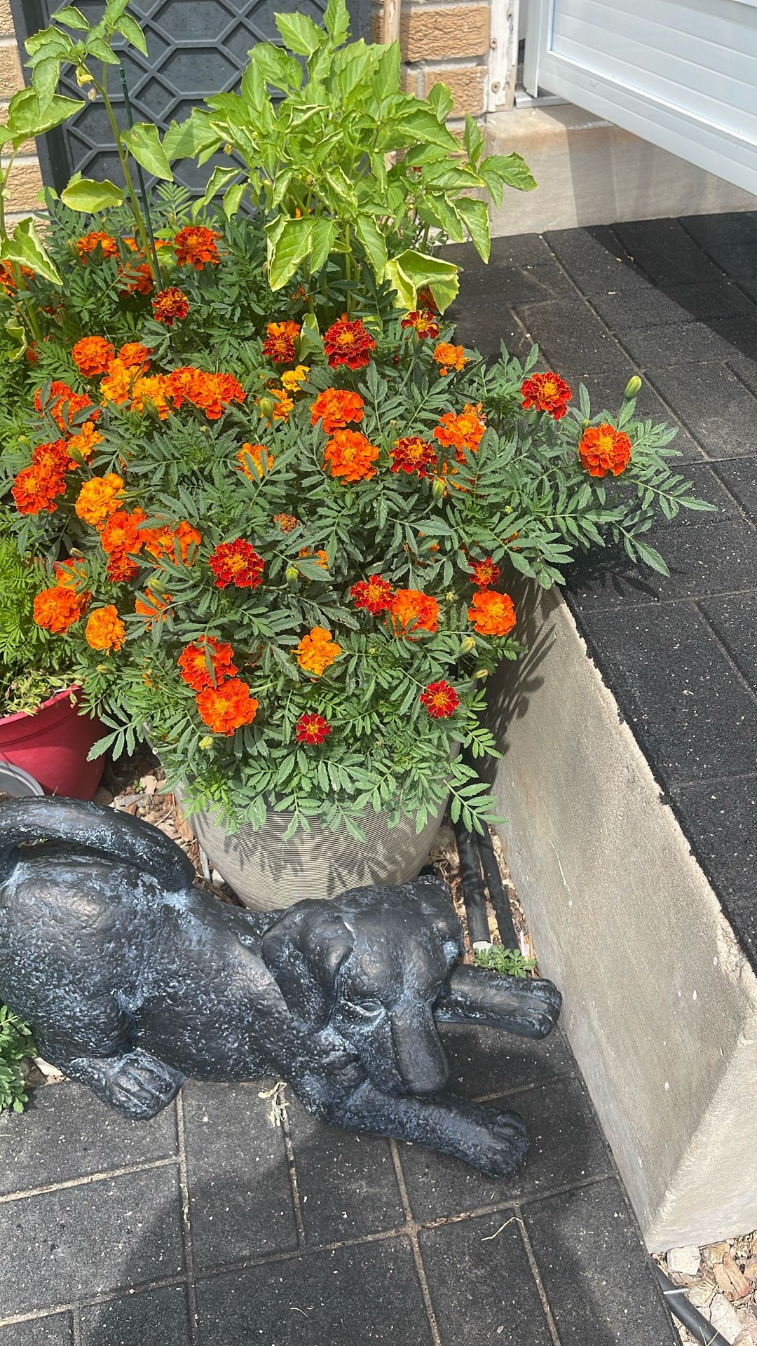 Beautiful Flowers