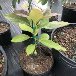 3G Grafted Avocado 