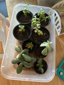 Plant set $5