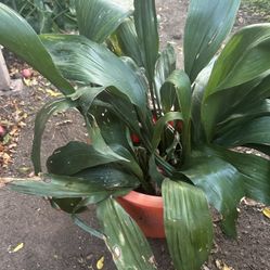 Cast Iron Plant (Aspidistra