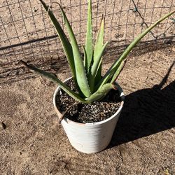 Aloe Vera Plant 