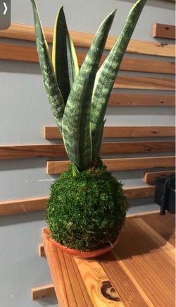 kokedama snake plane