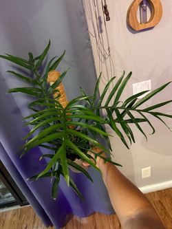Philodendron tortum