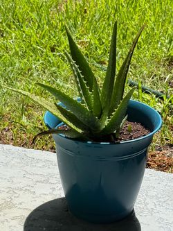 Aloe Vera Plant in Blue Planter