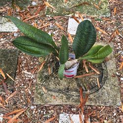 Sansevieria Whale Fin
