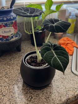 Healthy Alocasia Black Velvet (Alocasia reginula). Ceramic plant pot.